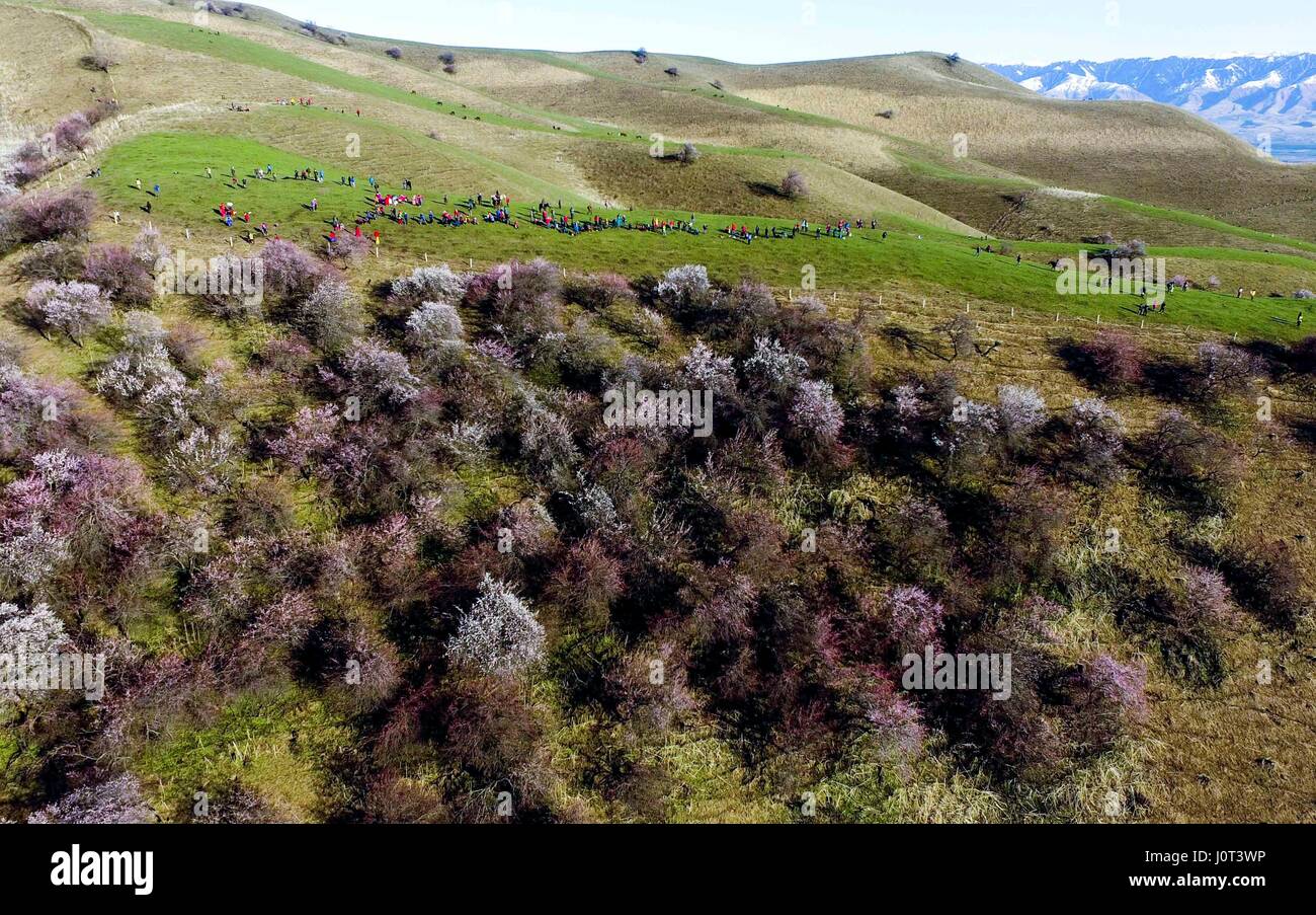 (170416) -- XINYUAN, April 16, 2017 (Xinhua) -- Apricot flowers bloom in Turgen Township of Xinyuan County in Ili Kazakh Autonomous Prefecture, northwest China's Xinjiang Uygur Autonomous Region, April 15, 2017. Every April, the apricot flowers of Turgen have been a major attraction for tourists in Xinjiang. (Xinhua/Zhao Ge)(wjq) Stock Photo