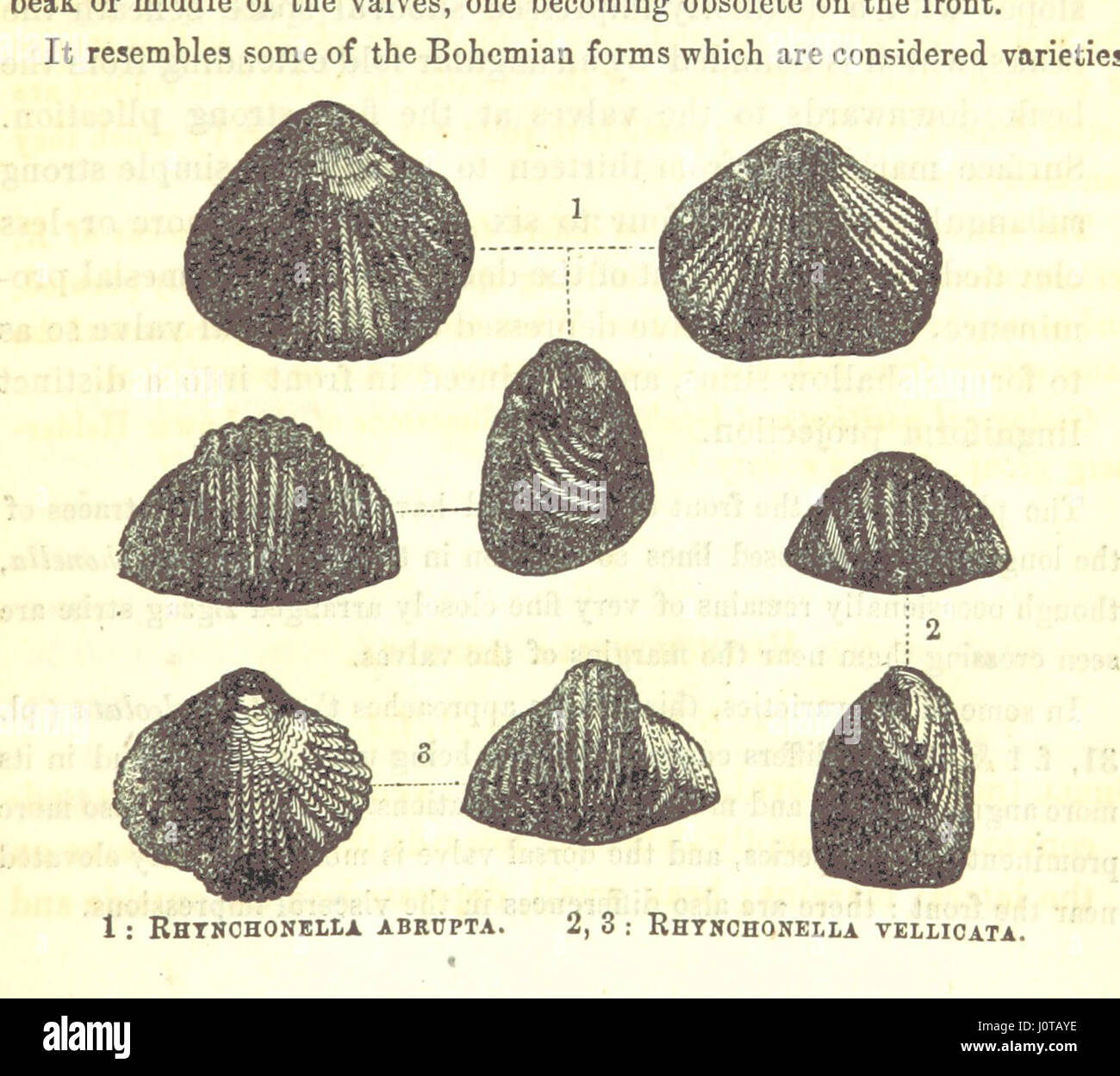 Descriptions of new species of Palæozoic Fossils Extracted from the