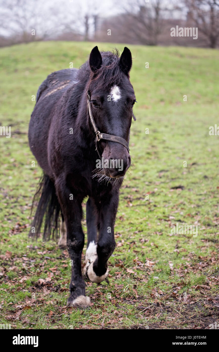 Black horse on the farm Stock Photo Alamy