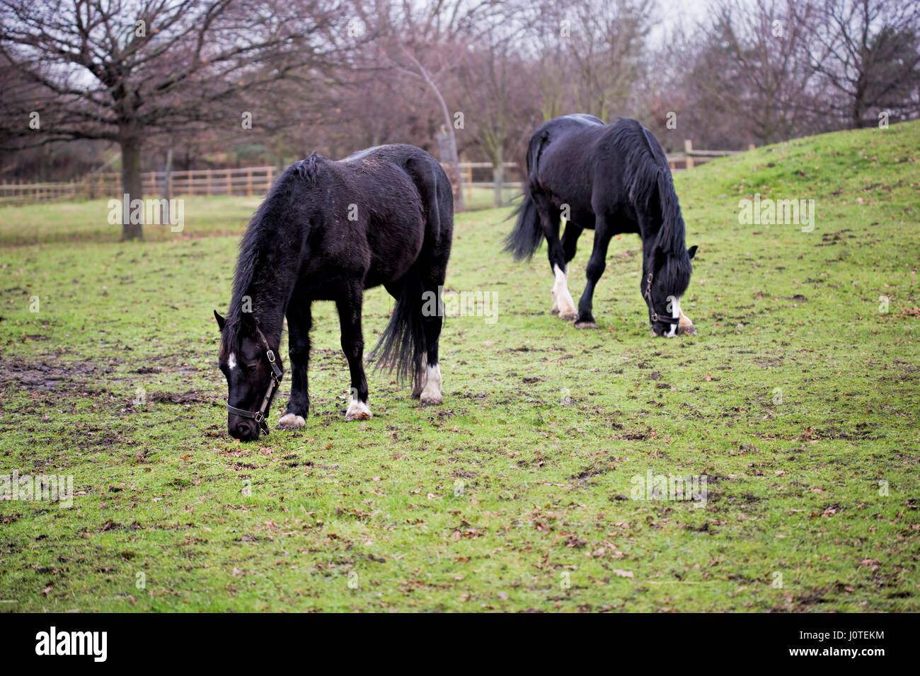 Trakehner black stallion hires stock photography and images Alamy