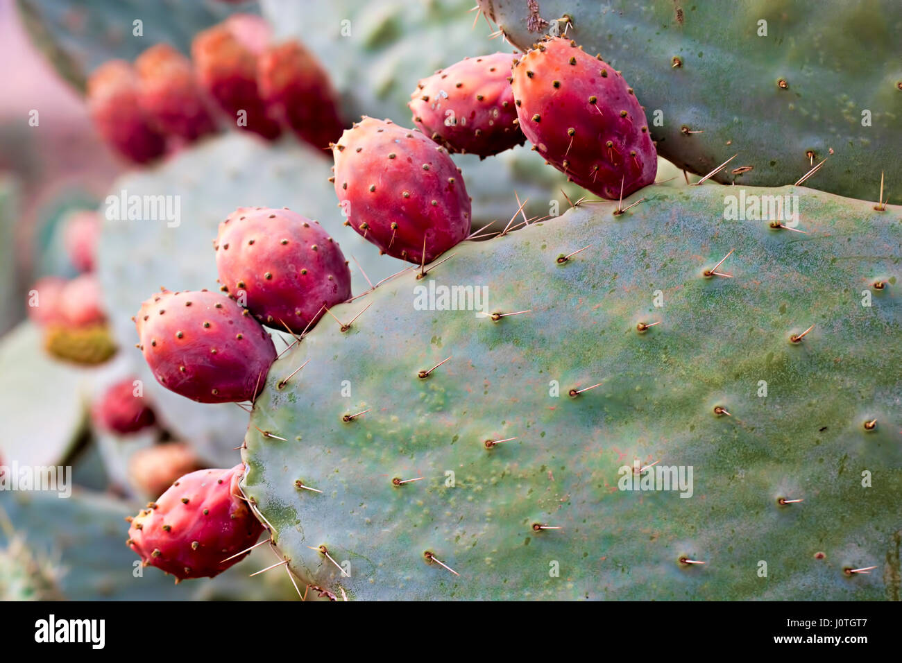 Opuntia Prickly pear fruit Stock Photo