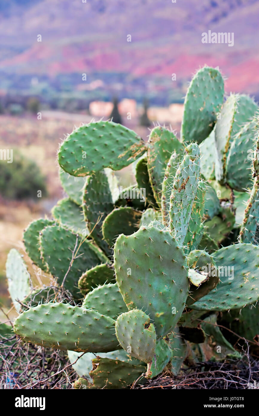 Opuntia prickly pear fruit Stock Photo