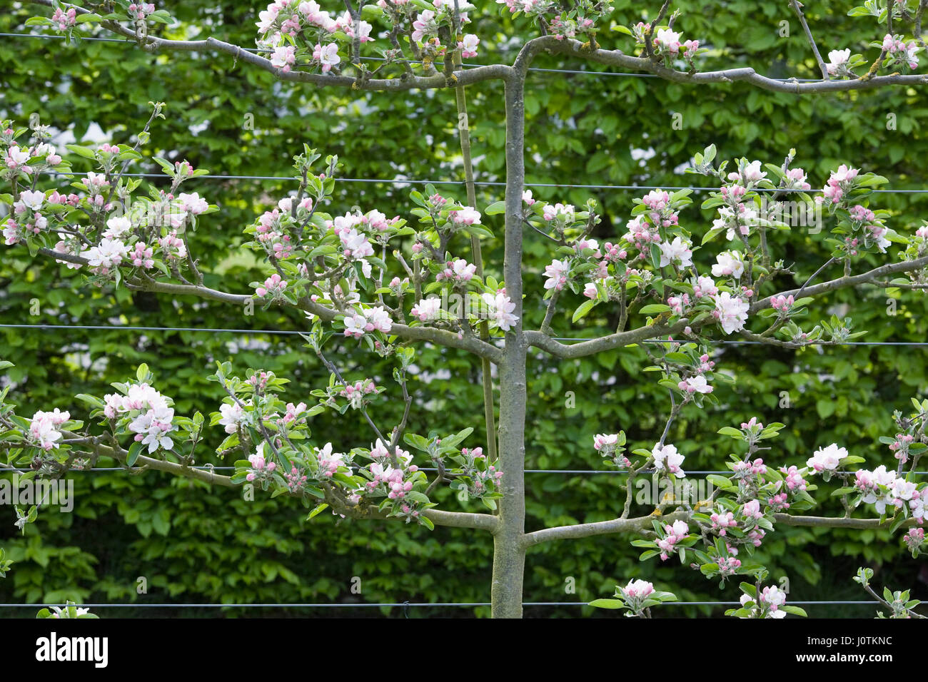 Malus domestica Cox's Orange Pippin blossom in Spring. Espalier tree. Stock Photo