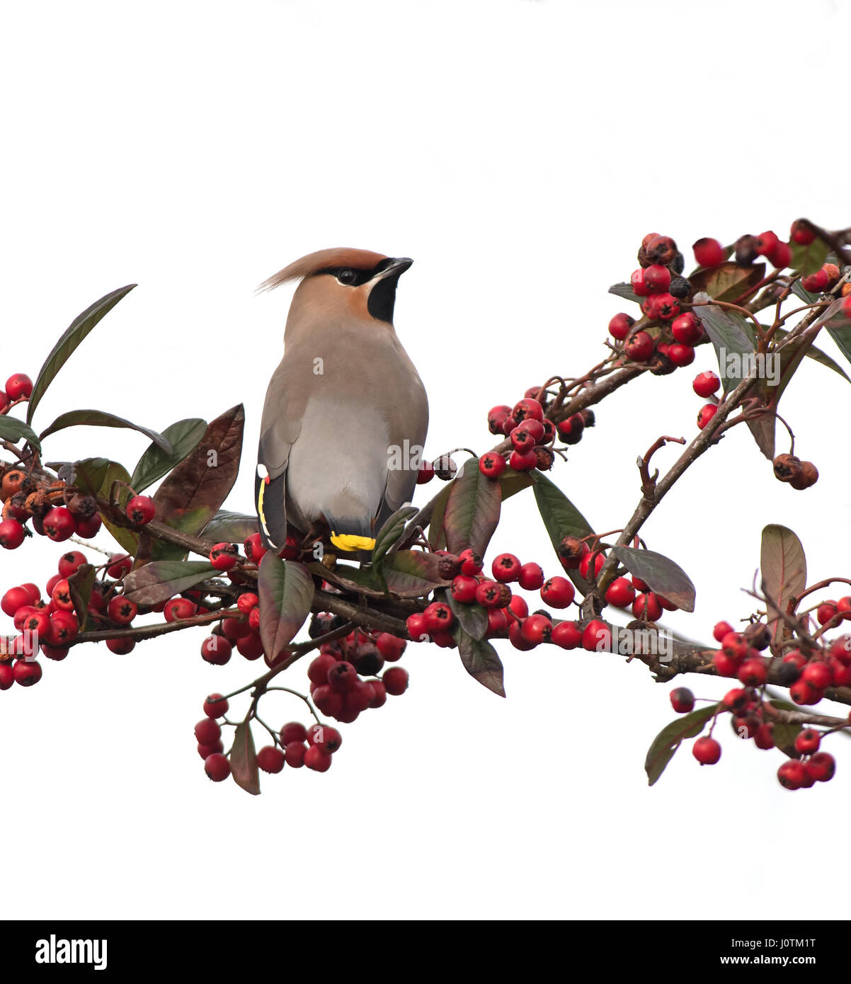 Bohemian Waxwing-Bombycilla garrulus perched on Cotoneaster Berries. Winter. Uk Stock Photo
