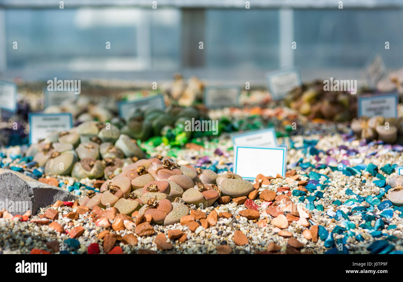Living rock cactus hi-res stock photography and images - Alamy