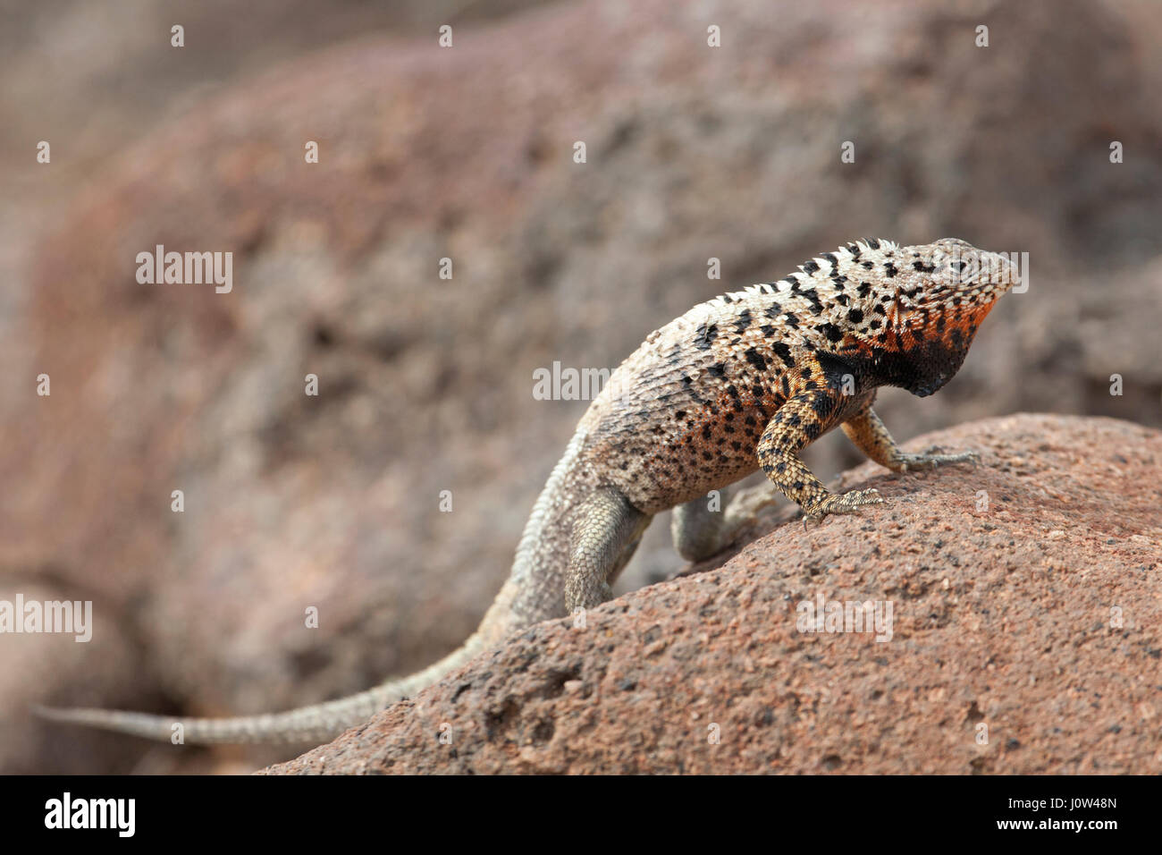 Galapagos lava lizard male (Microlophus albemarlensis) Stock Photo