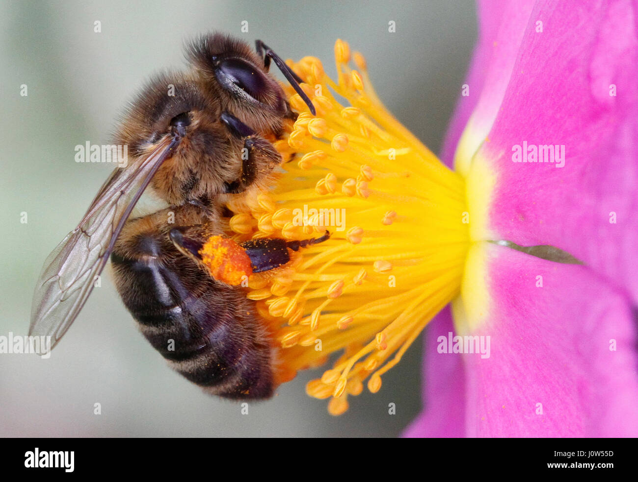 bee collecting pollen Stock Photo Alamy