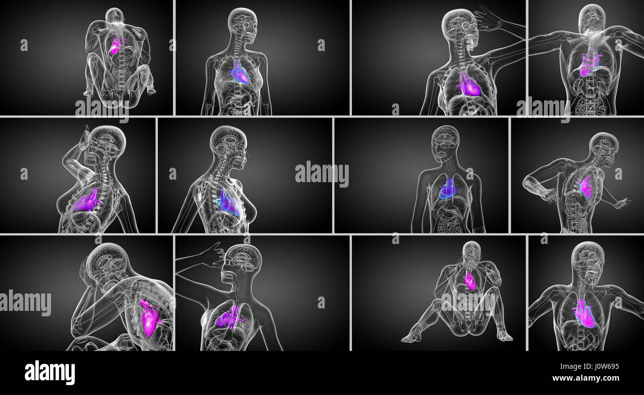 3d rendering medical illustration of a human heart Stock Photo - Alamy
