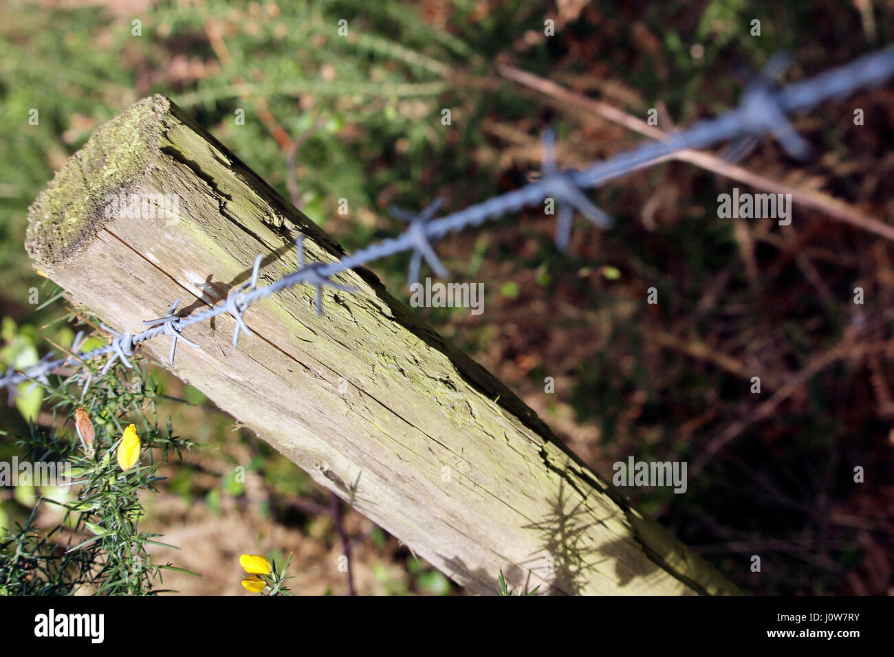 Barb wire fence Stock Photo