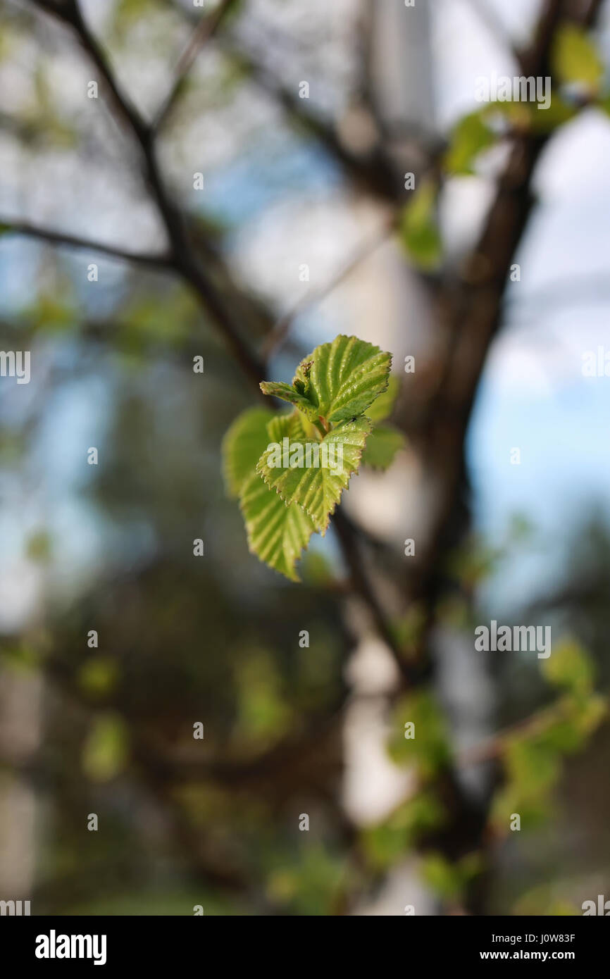 fresh spring leaves on a tree Stock Photo - Alamy