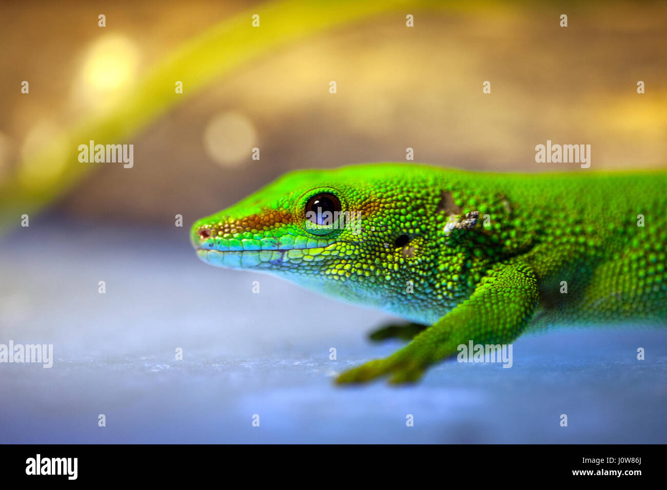 Green gecko lizard Stock Photo - Alamy