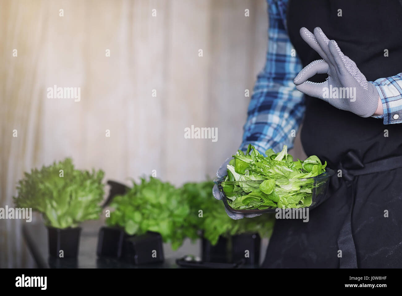 Romaine leaves hi-res stock photography and images - Page 29 - Alamy