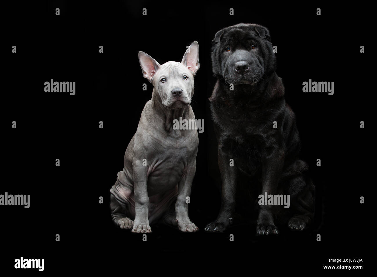 Beautiful old black purebred shar pei dog and cute blue thai ridgeback puppy sitting over black background. Copy space. Stock Photo