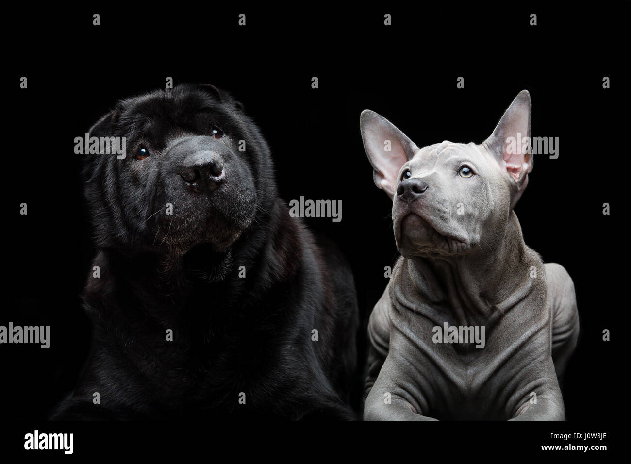 Beautiful old black purebred shar pei dog and cute blue thai ridgeback puppy lying over black background. Copy space. Stock Photo