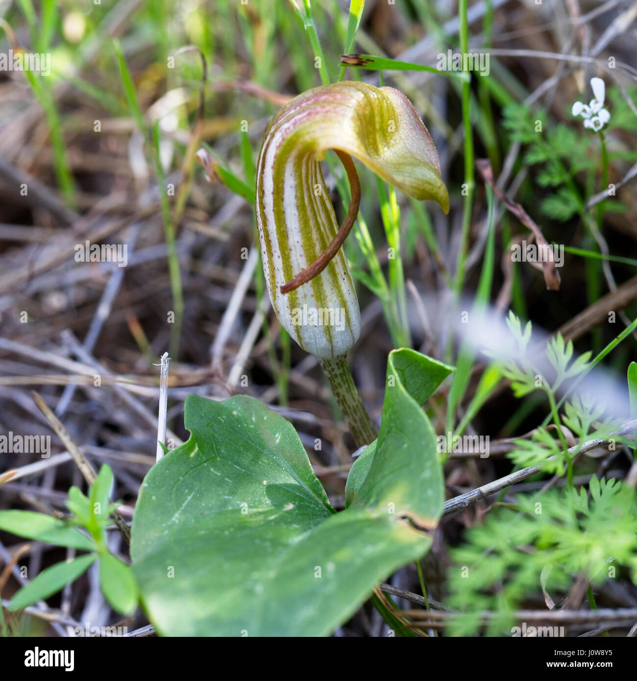 Friar's Cowl, also called Larus, (Arisarum vulgare), a single flower, Pegeia Forest, Paphos, Cyprus. Stock Photo