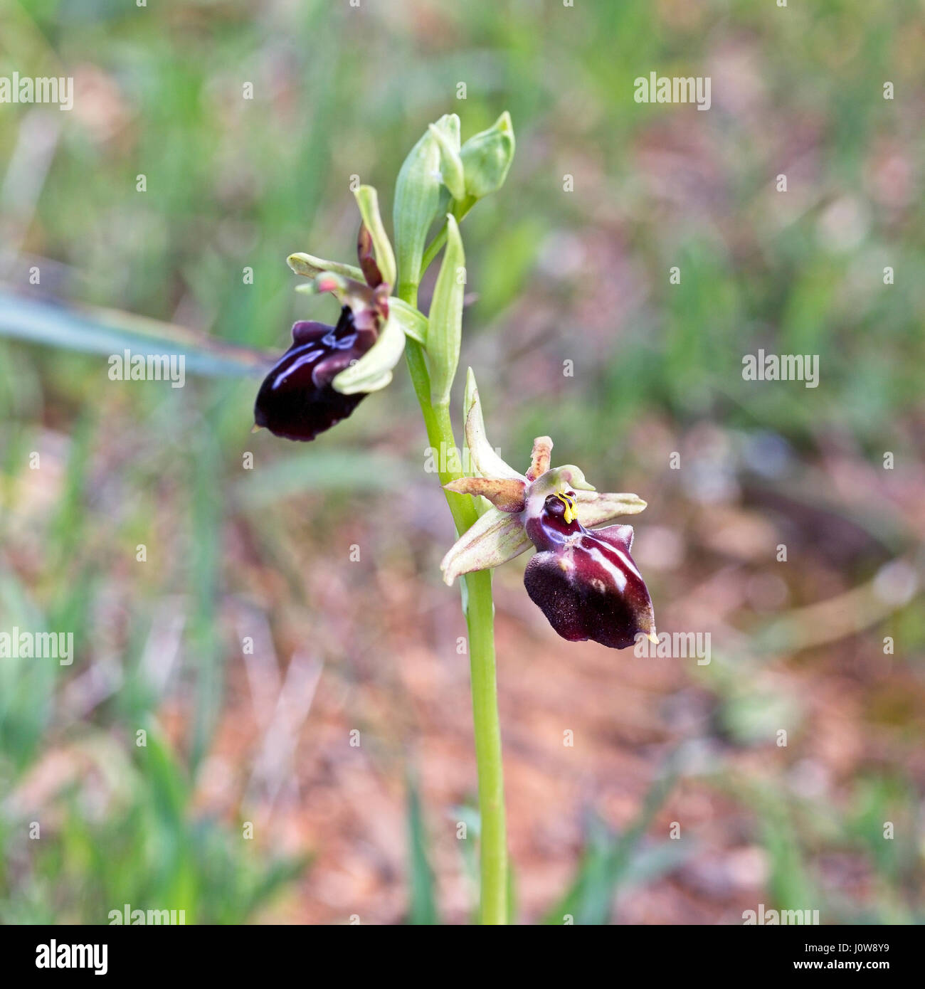 Ophrys mammosa, Pegeia Forest, Paphos, Cyprus. Stock Photo