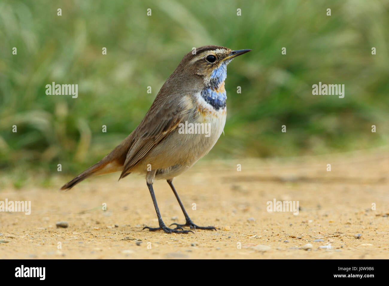 Red spotted Bluethroat, Luscinia svecica, moulting through into summer plumage and showing a more prominent red spot on the throat. Stock Photo