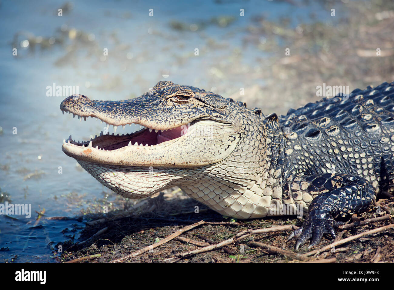 American Alligator, close up shot Stock Photo