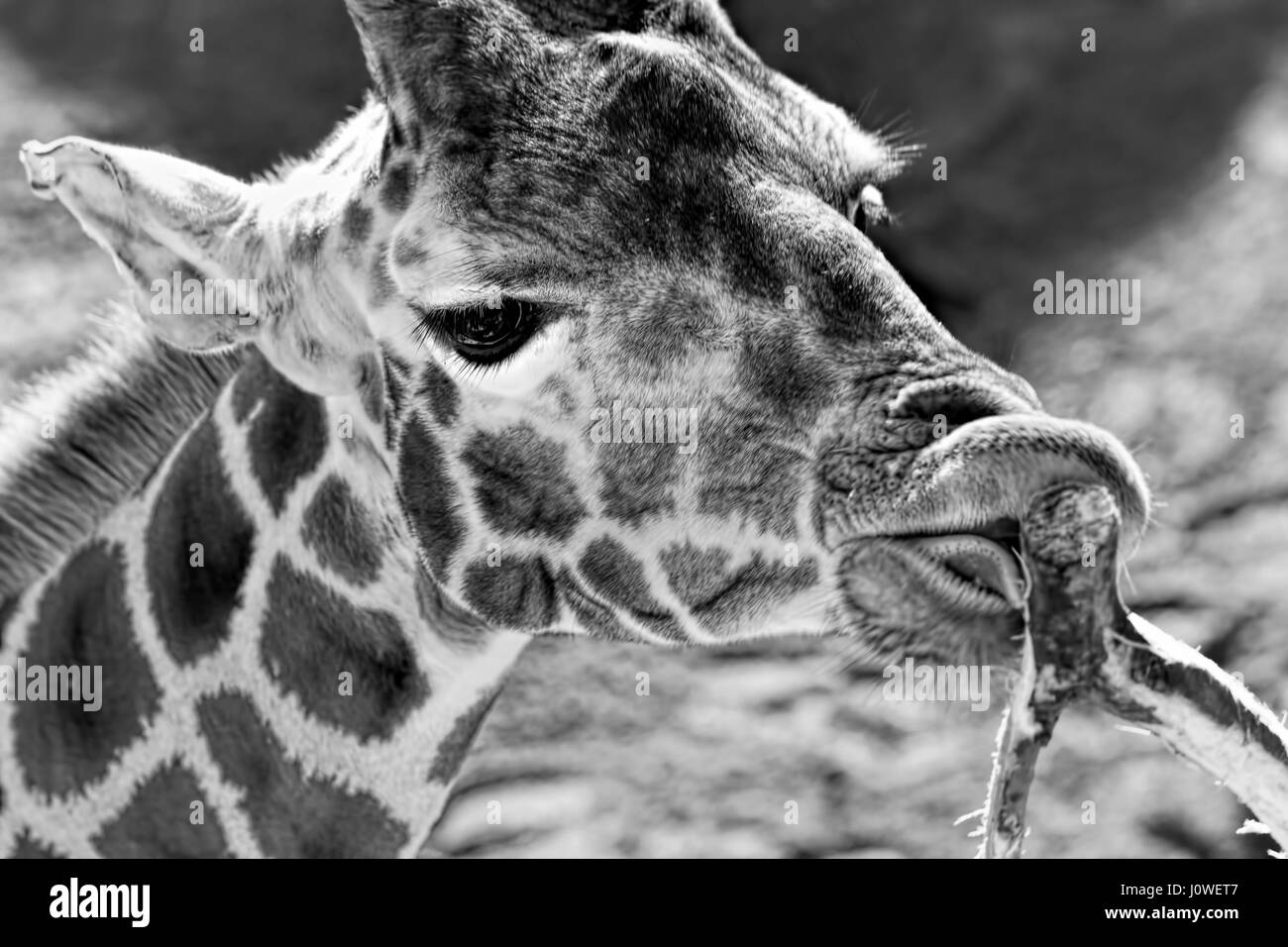 Giraffe eating leaves of the tree - black and white Stock Photo