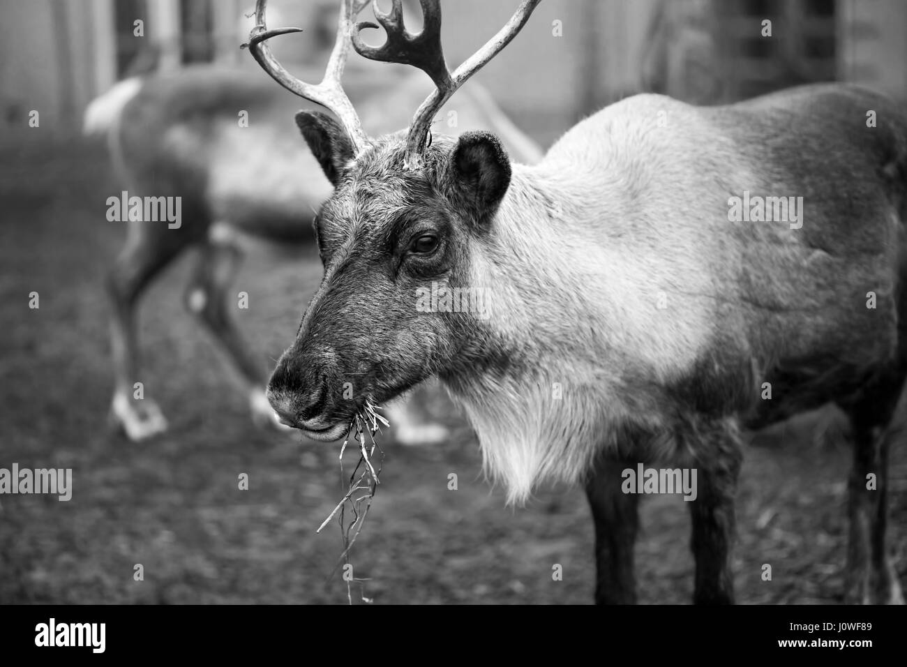Black and white image of reindeer eating Stock Photo