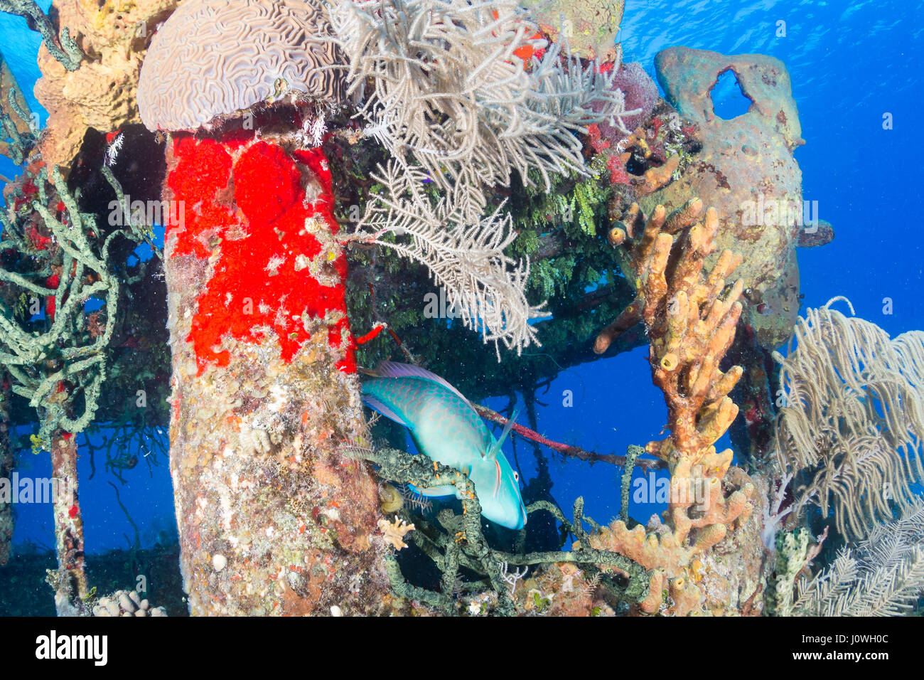 Parrotfish around an underwater shipwreck Stock Photo