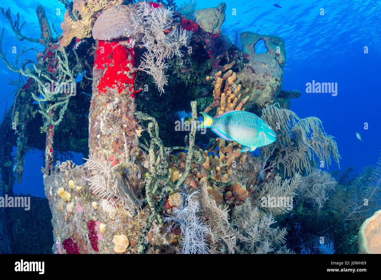 Parrotfish and corals on an old underwater shipwreck Stock Photo