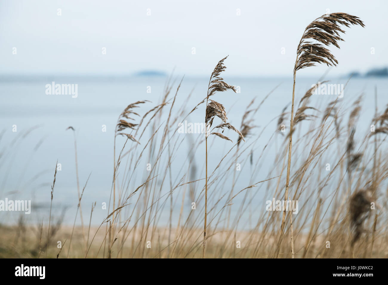 Dry coastal coastal reed, natural photo background with selective focus Stock Photo