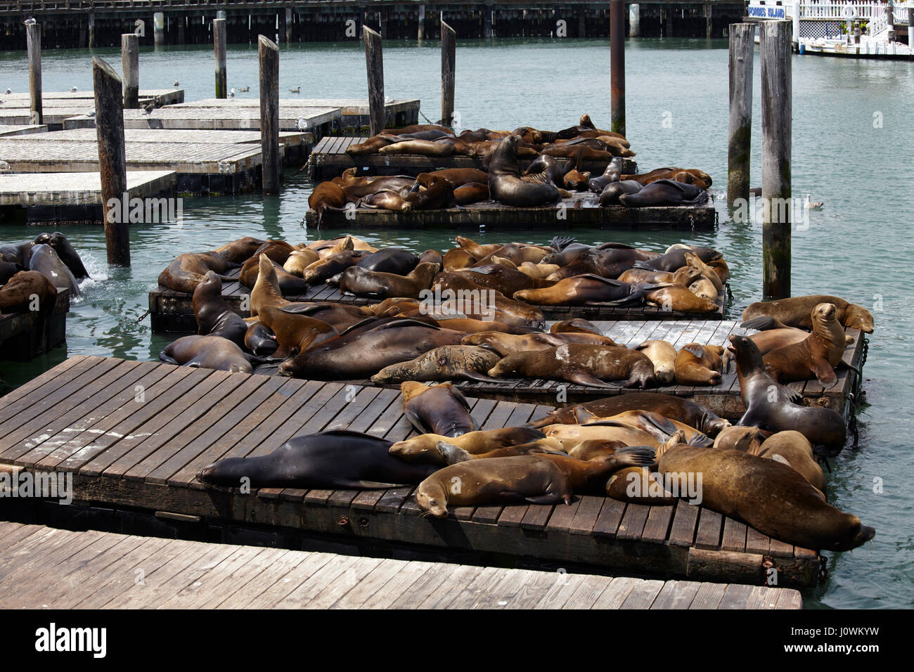 Sea lions at Pier 39, San Francisco, California, USA Stock Photo