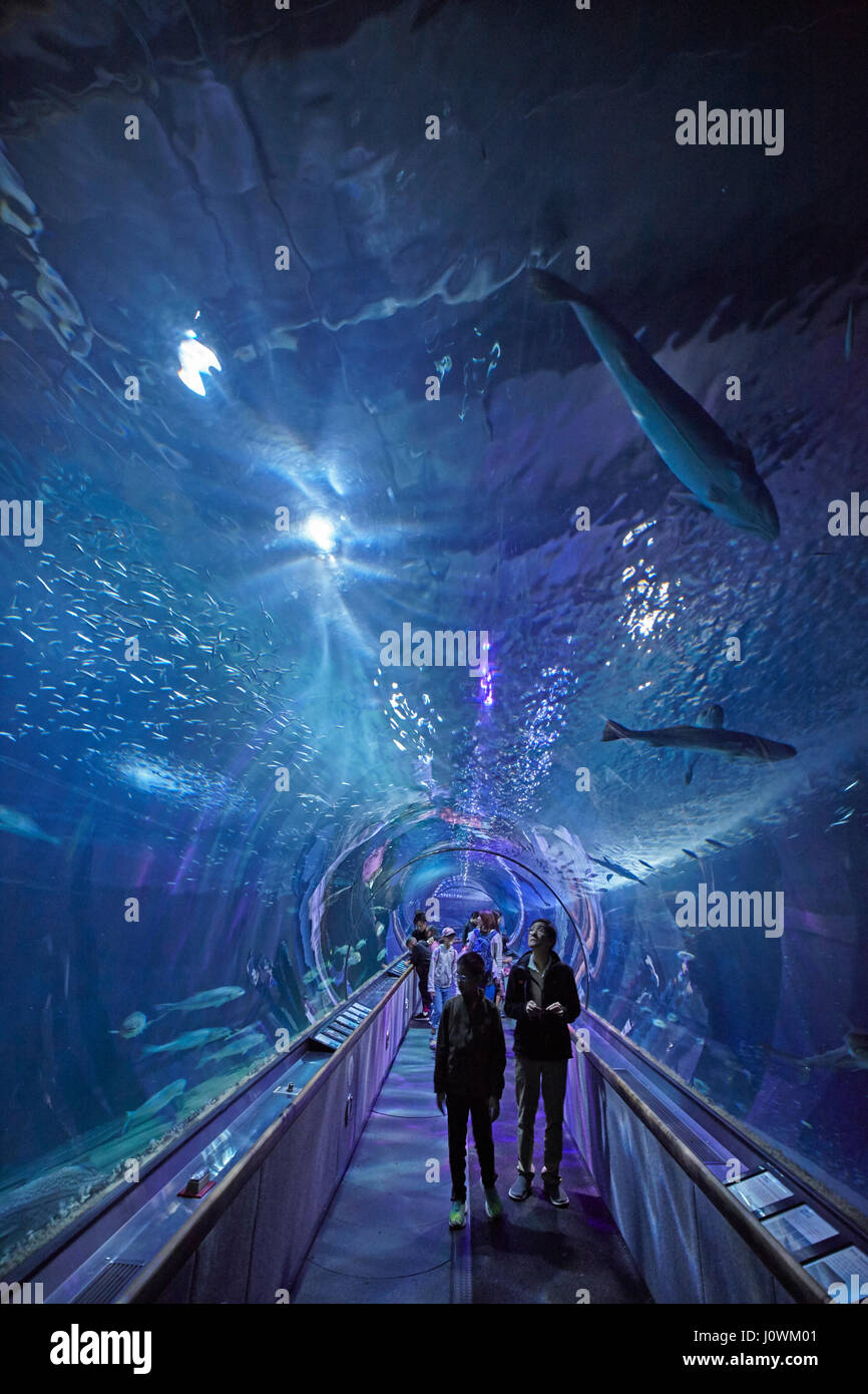 The tunnel under the sea in the Aquarium of the Bay at Pier 39, San Francisco, California, USA Stock Photo