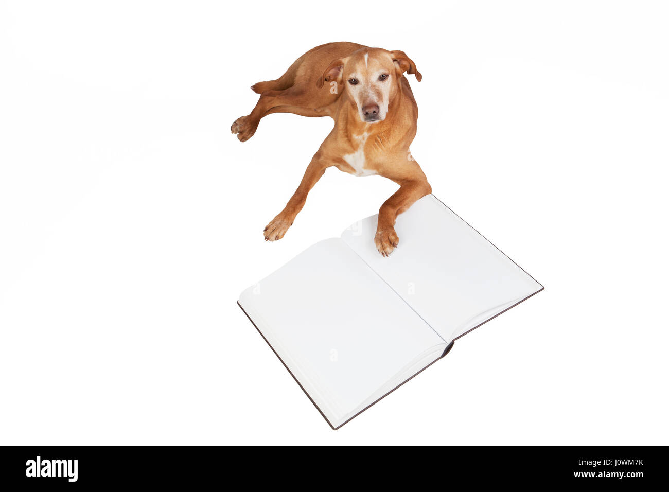 Brown dog lying by an open book. Animals training, education, erudition. Isolated on a white background. Stock Photo