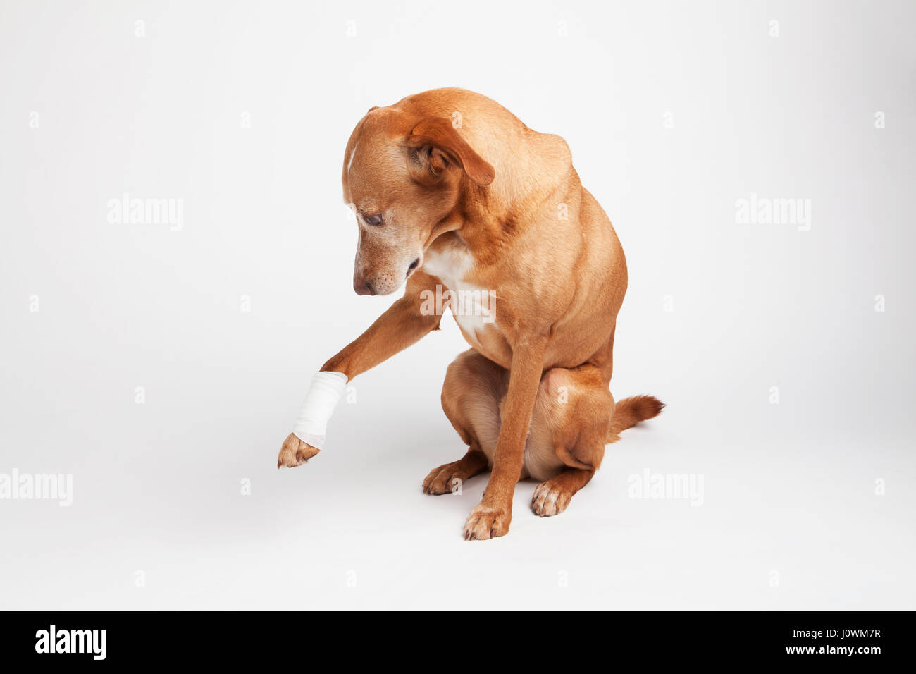Dog broken paw hi-res stock photography and images - Alamy