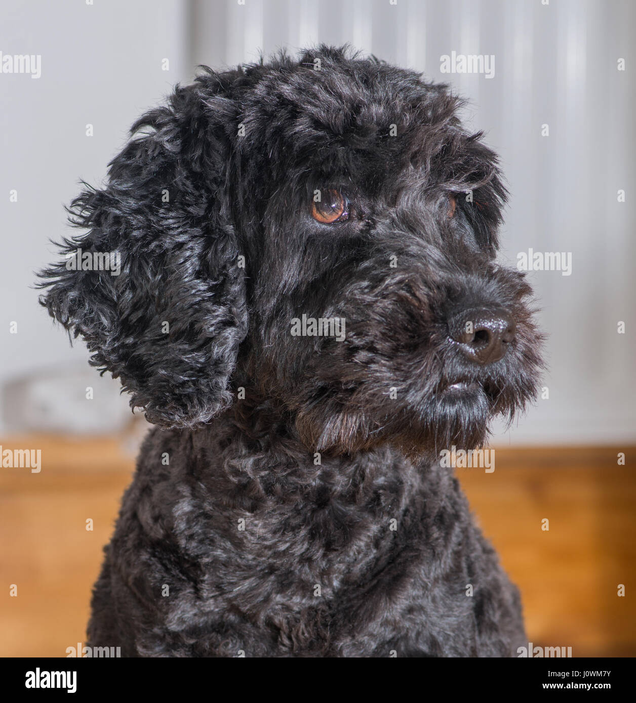 Young Cockapoo dog Stock Photo - Alamy