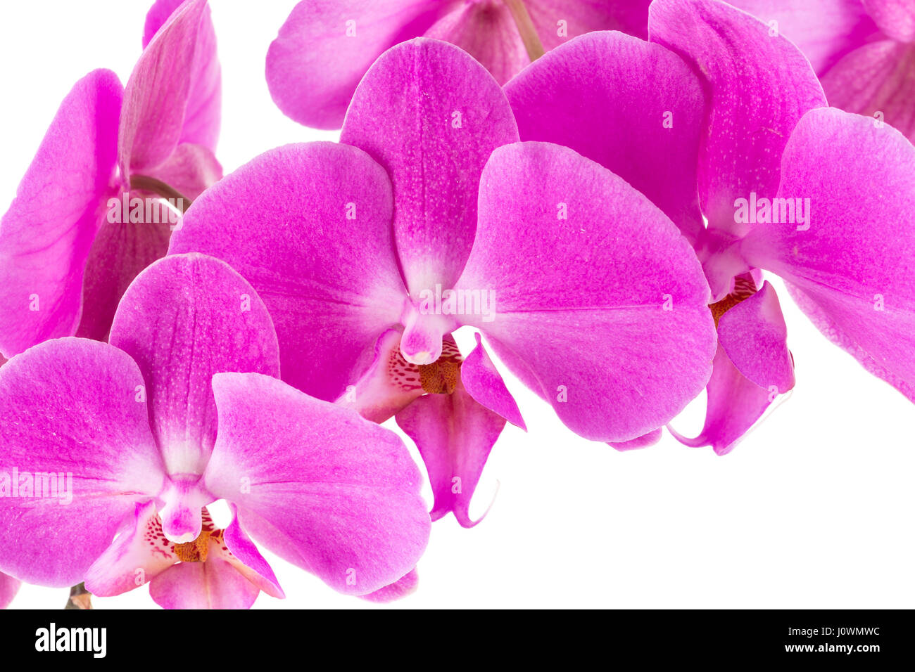 orchid pink flower isolated on white background Stock Photo - Alamy