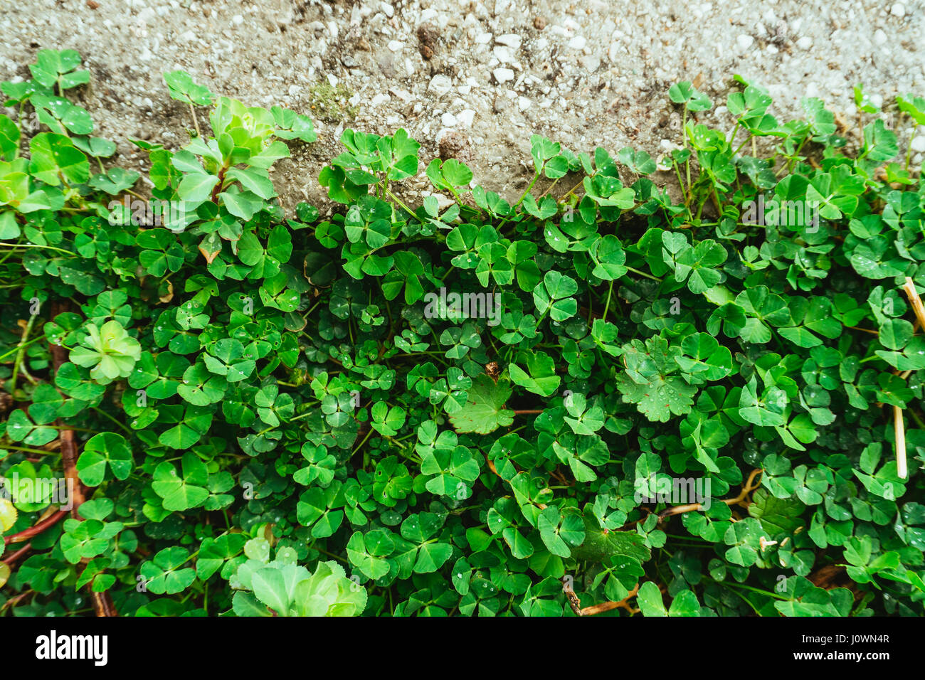 Green carpet of clover. Texture of the leaves of the clover. Plants a