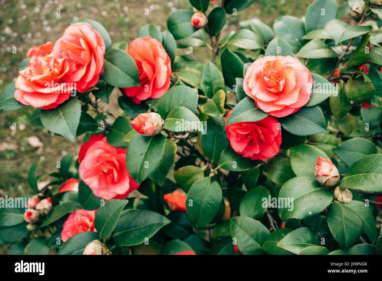 Pink camellia flowers on a bush in spring in Montenegro Stock Photo Alamy