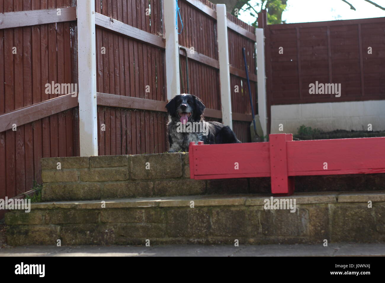 Dog playing in the garden Stock Photo