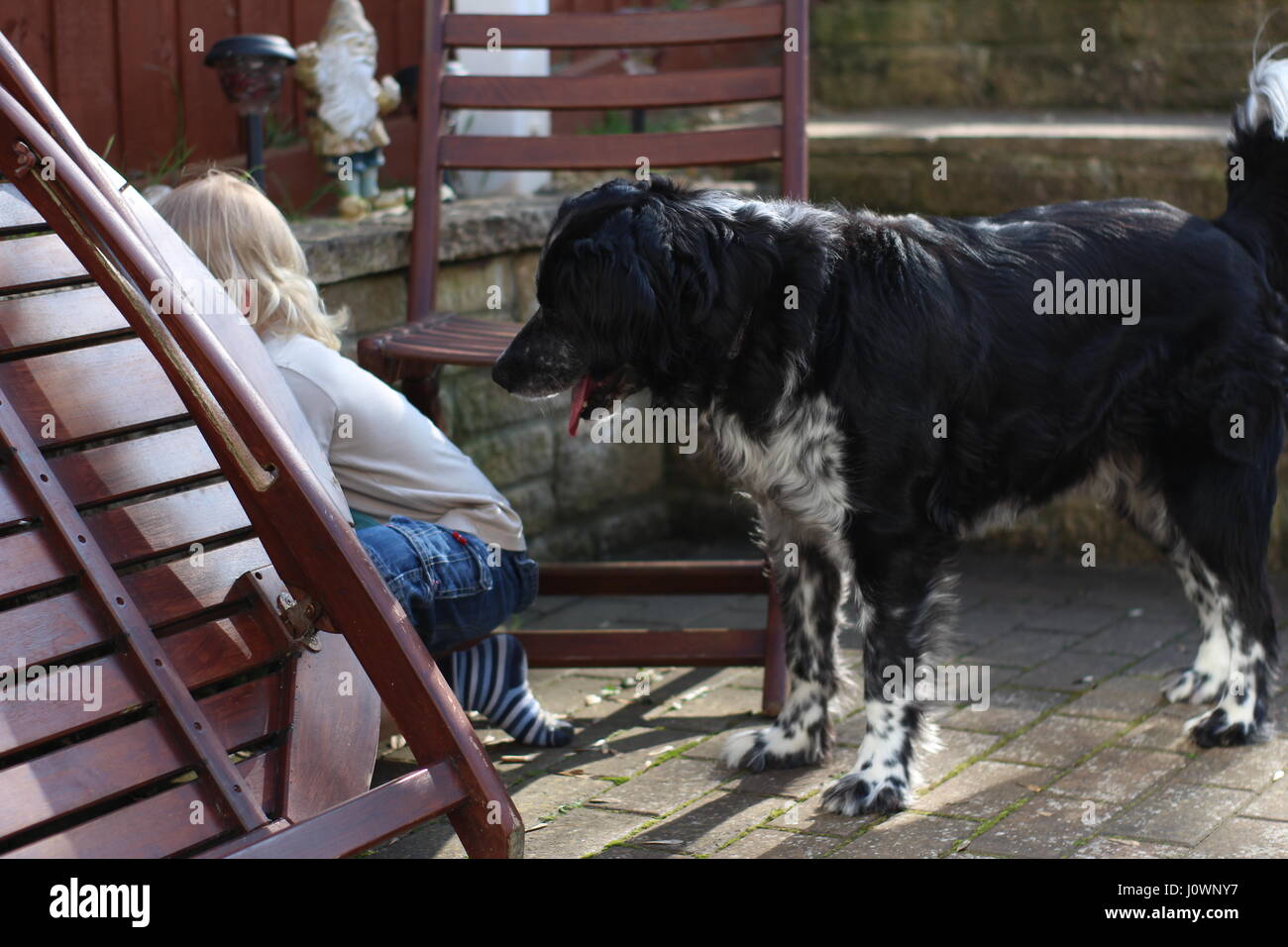 Dog playing in the garden Stock Photo