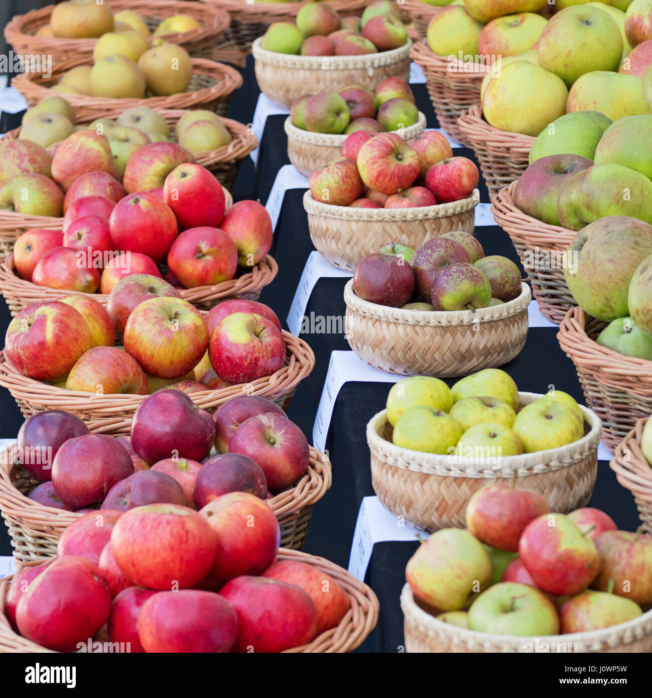 Different varieties of eating and cooking apples on display at an English autumn fair Stock Photo