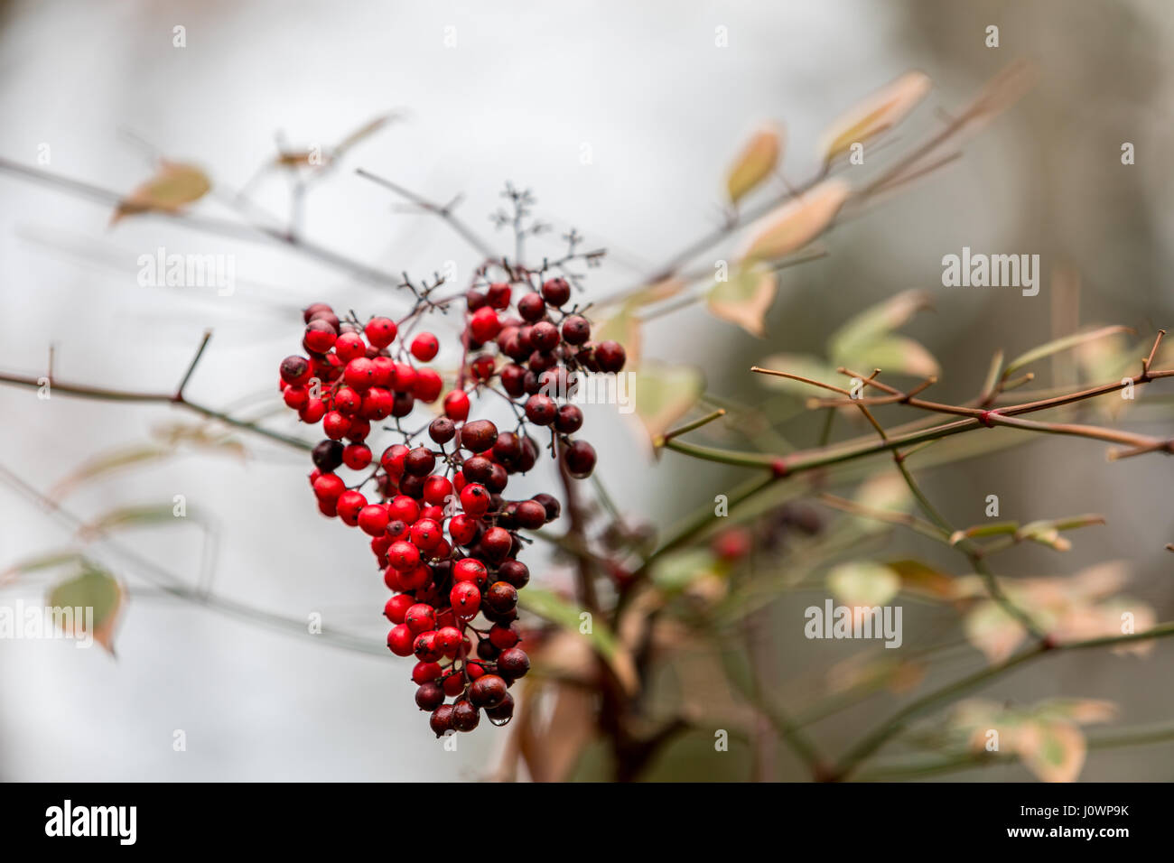 detail of red wild berries on a branch Stock Photo