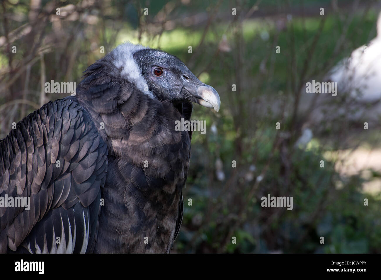 Andean condor, Vultur gryphus, Cathartidae, South America Stock Photo