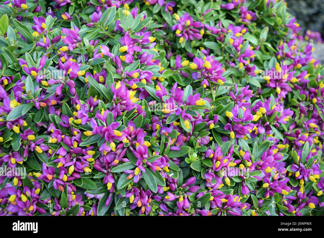 Alpine Shrub - Polygala 'Purple Passion' Stock Photo