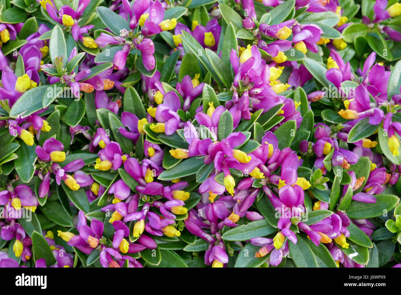 Alpine Shrub - Polygala 'Purple Passion' Stock Photo