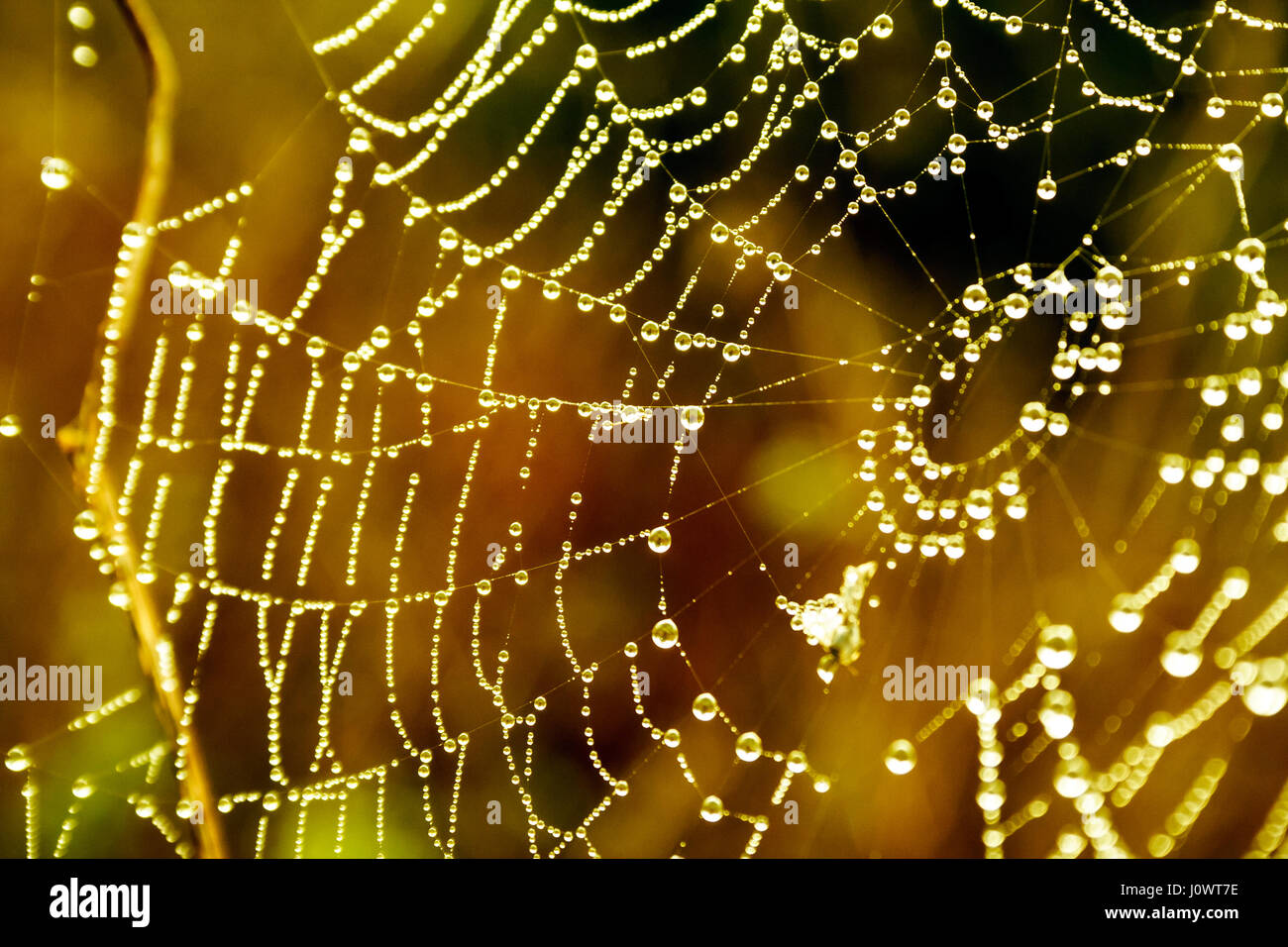Cobwebs on the grass with dew drops Stock Photo