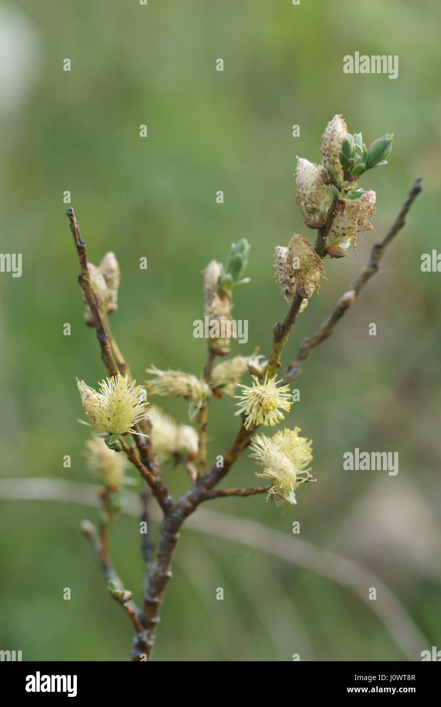 Salix repens Stock Photo