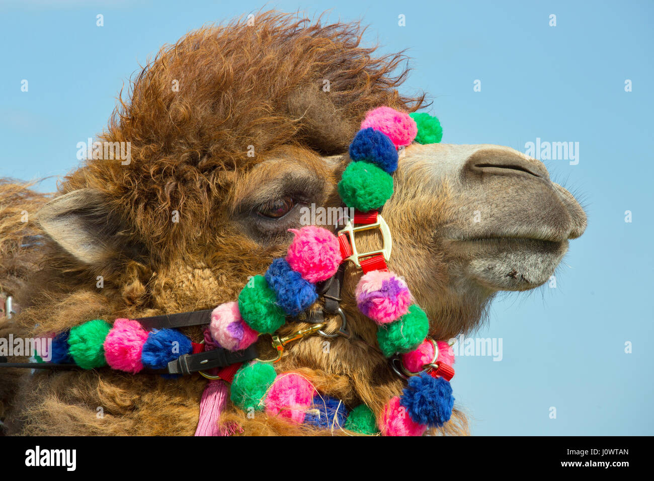 Domesticated Bactrian camels Camelus bactrianus used for camel racing Stock Photo