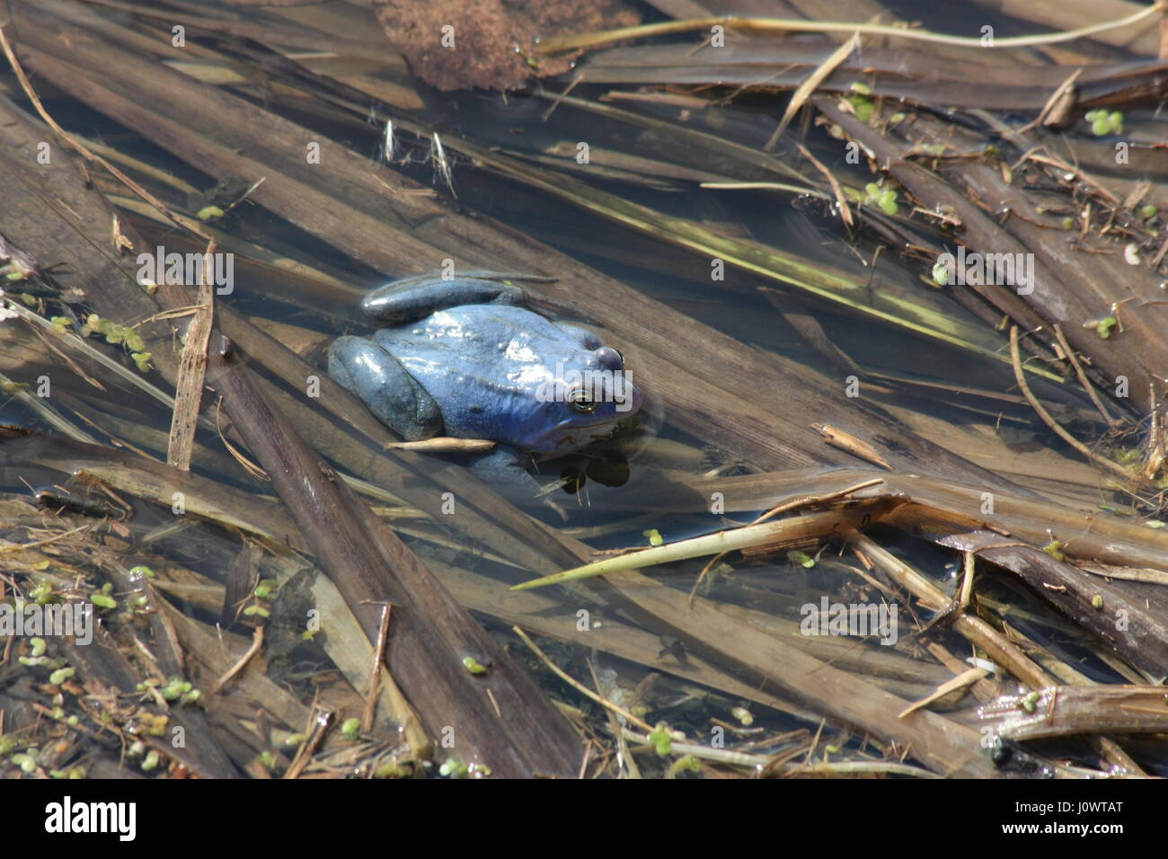 Blue Frog. Moor frog, Rana arvalis. The male can be coloured blue for a small period of two or three days a year. Stock Photo