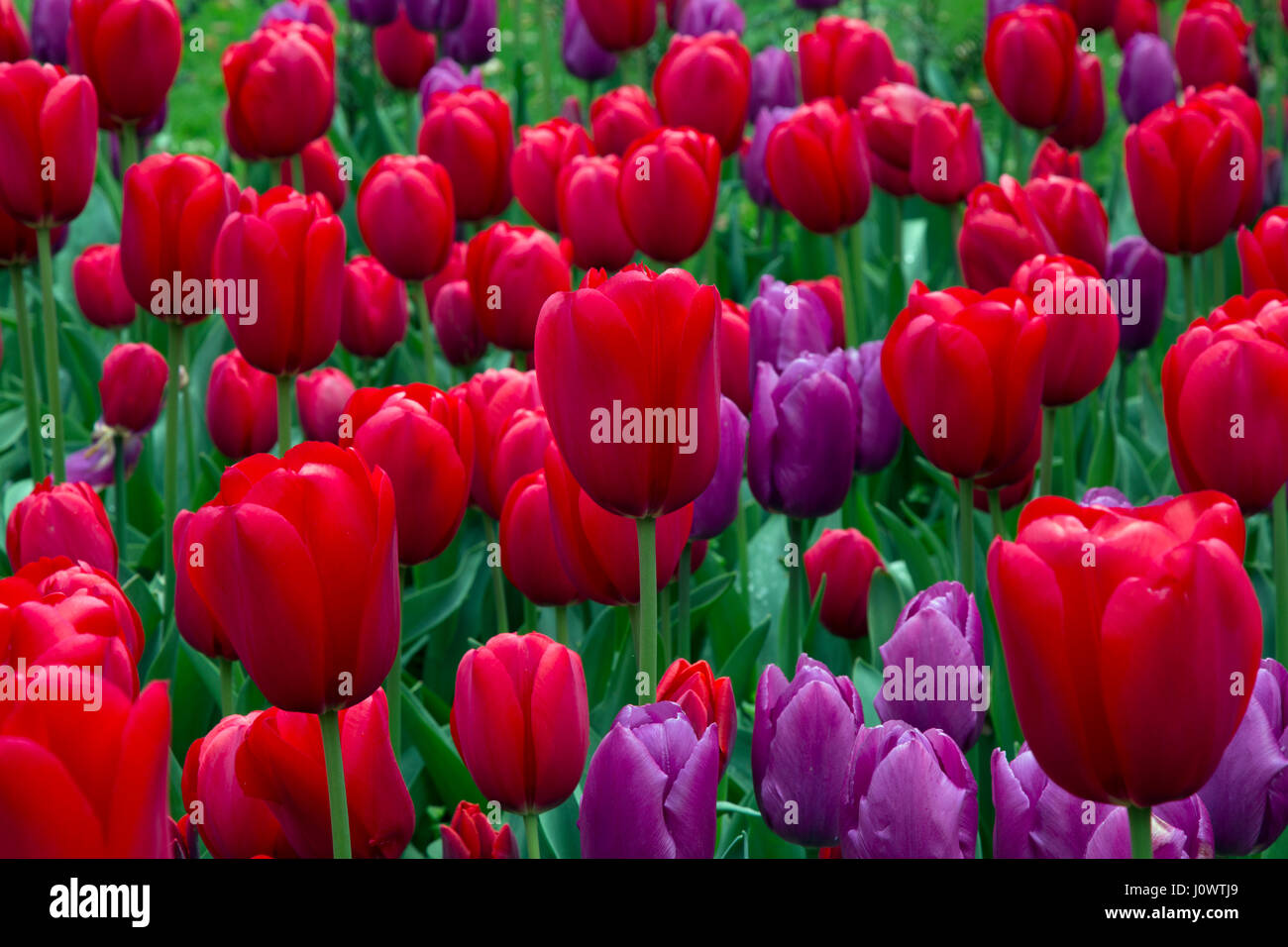 Tulips in flower red and purple colour scheme in border Stock Photo