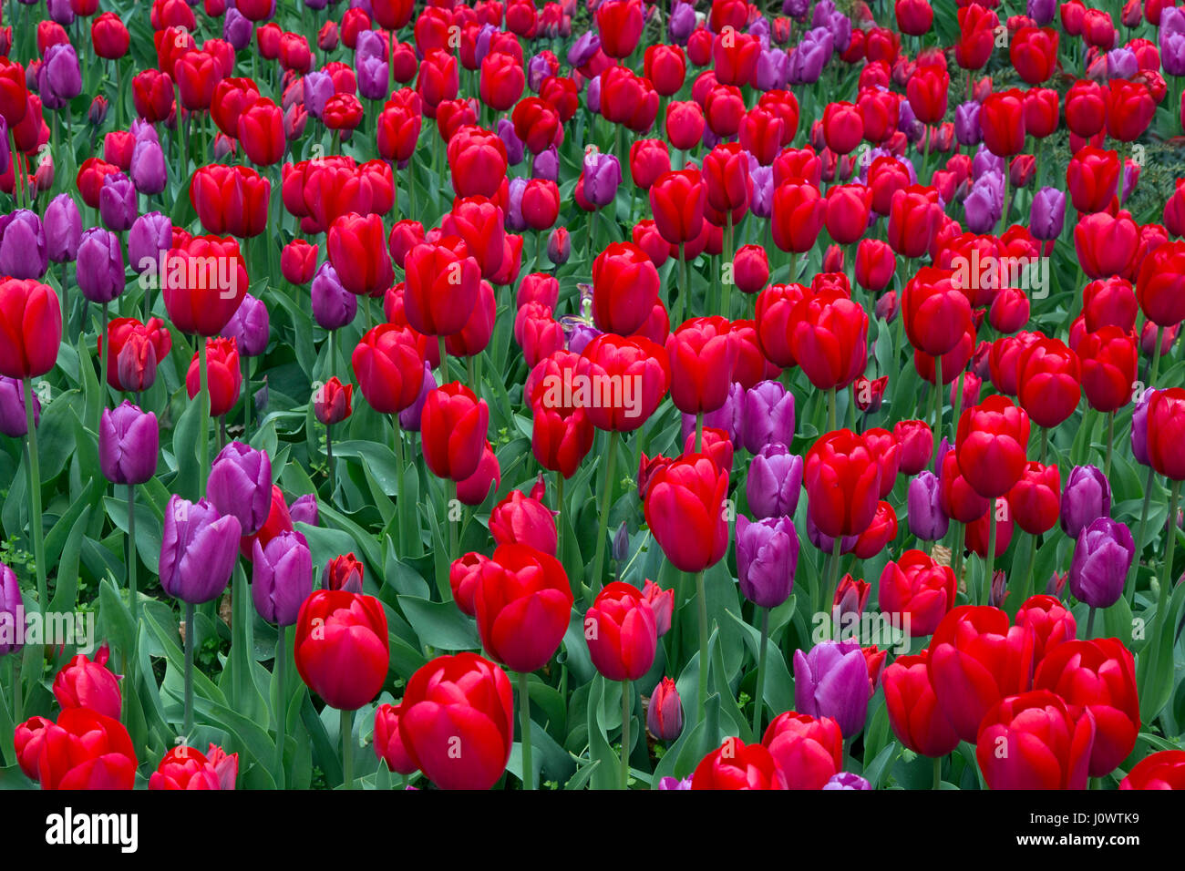 Tulips in flower red and purple colour scheme in border Stock Photo