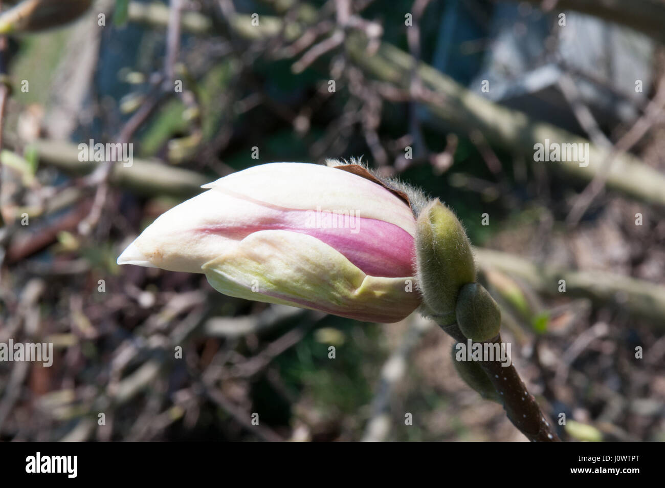 magnolia flower and tree in spring Stock Photo - Alamy