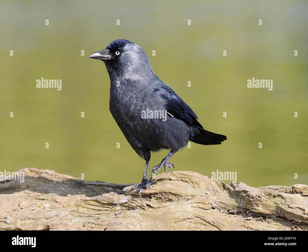 Jackdaw, Corvus monedula,  single bird by water, London, March 2017 Stock Photo